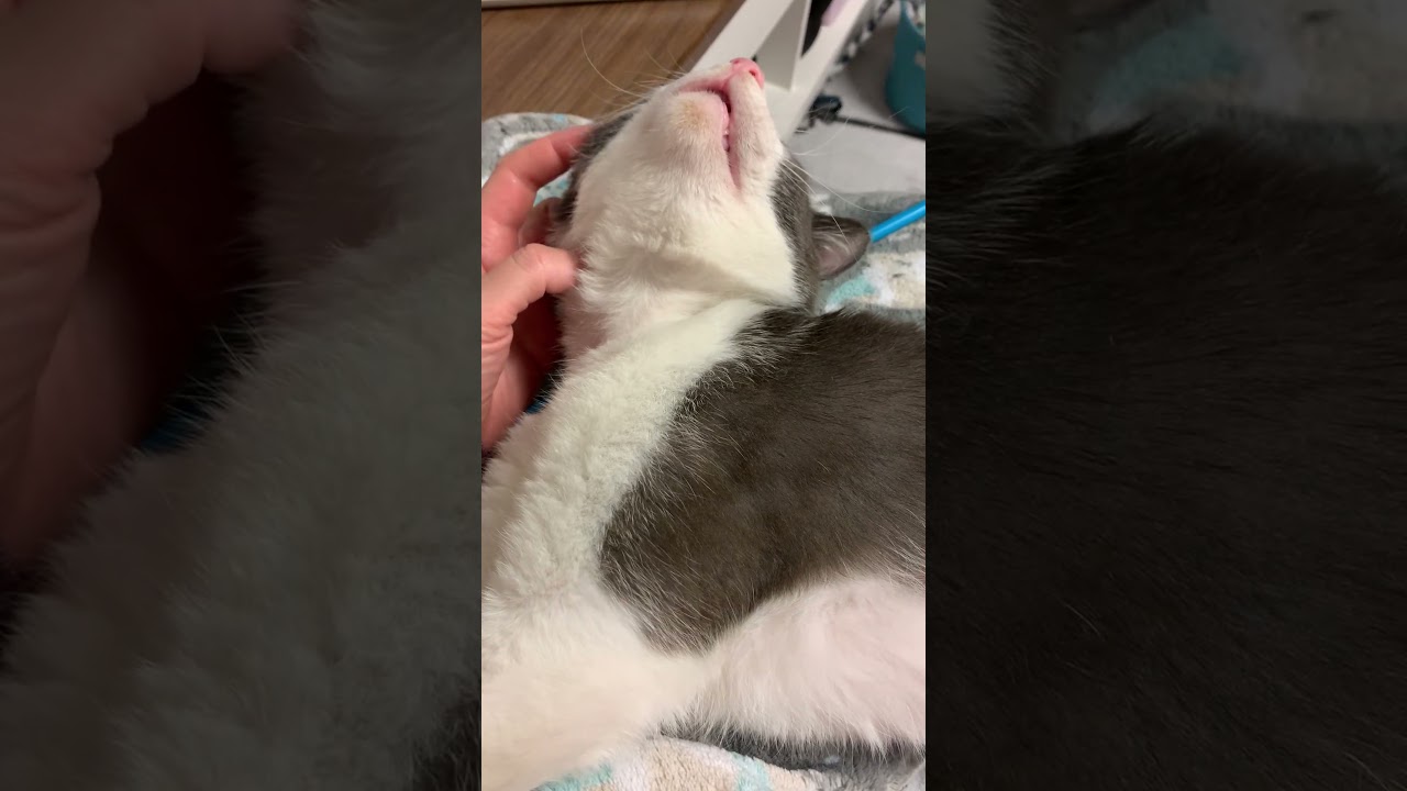 Enlarge Billie The Kid-C (Sponsored), a Adoptable Domestic Short Hair in East Saint Louis, IL video 5/6