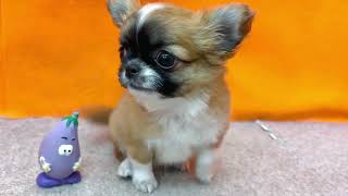 チワワ（ロング）の動画01