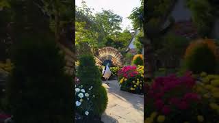 Majestic Peafowl: A Garden’s Jewel in Full Display