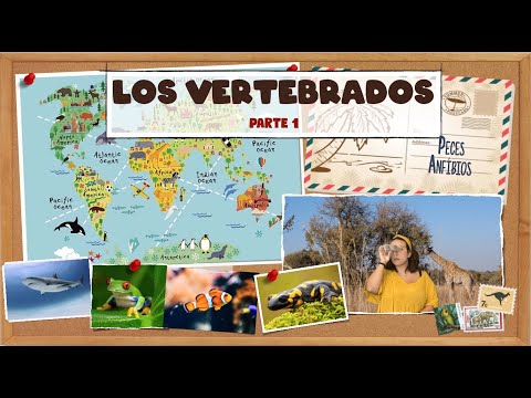 Los animales vertebrados - Parte 1 - Peces y anfibios. Bio[ESO]sfera