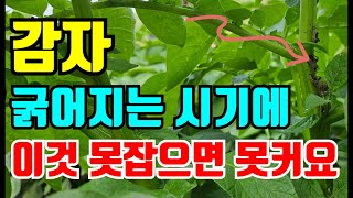 감자밭에서 발견한 놀라운 녀석 물주기과함께 이것 지금 처리해야 감자 커집니다.