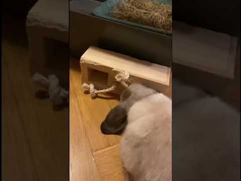 Baby holland lop(Minilop) vs toy