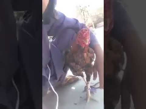 dahk sahkty ho nazreen