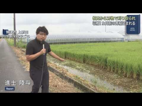 YouTube Video なぜ？誰が？収穫１カ月前のまだ青い実の稲２００キロが刈り取られ盗まれる　静岡・焼津市の田んぼ