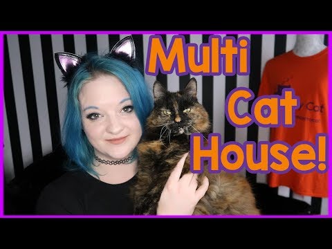 Owning more than one cat - Tips for a multi-cat household!
