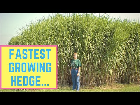 download lagu mp3 mp4 Tallest Grass Plants, download lagu Tallest Grass Plants gratis, unduh video klip Tallest Grass Plants