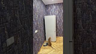 Download lagu #grammys #lyrics #music #oscars #acapella #cat #choky #chaky mp3