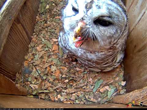 Barred Owl Swallows Crayfish Whole – March 28, 2019