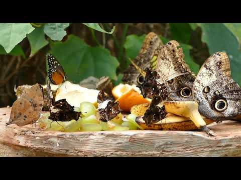 Butterfly Nectar Feeding Moth | 4K Video