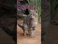 Amazing Gray Tabby Cat Taking Care Of Business