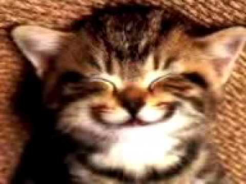 Cat singing happy birthday song