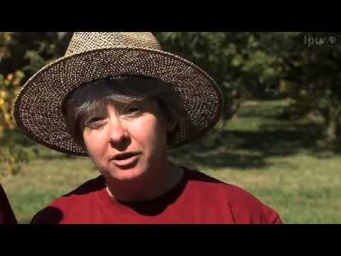 Chestnuts from Red Fern Farm, Wapello, Iowa
