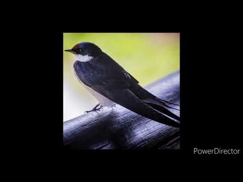 Pavane die schlacht- La Bataille - Tielman Susato