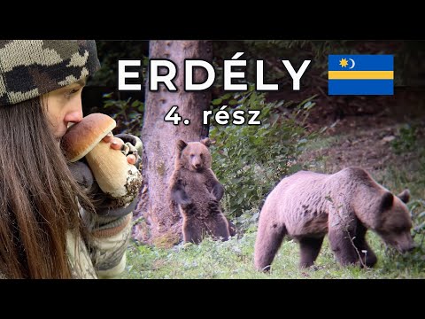 Erdély 4: "Tizen-huszon medve van itt körülöttünk!"🐻😱 Túra a Madarasi Hargitán meglepetésekkel!