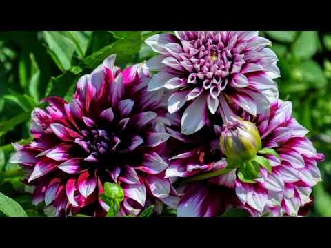 Opwekking 399 Vader God 1B