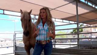 What To Look For When You Are Buying A Horse