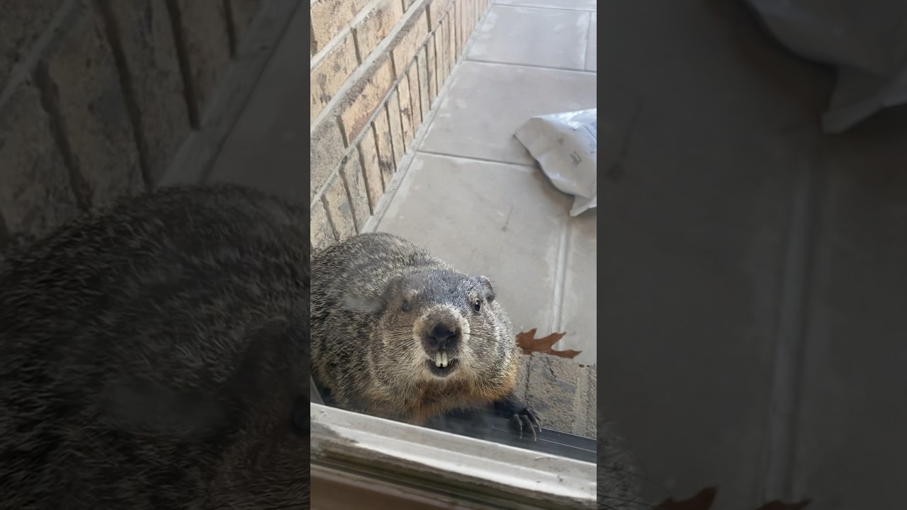 Woman yells at beaver outside her door and it turns around calmly. #funny #comedy #trending #viral
