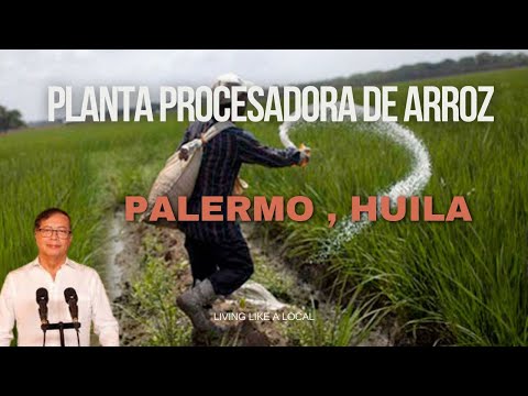 Planta procesadora de ARROZ EN PALERMO , Huila  2-2