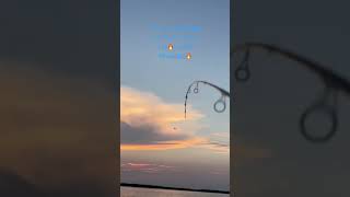 オホーツク海！青物トップウォーターバトル！ブリのファーストラン！ #fishing  #釣り　#青物  #オホーツク　#北海道 # #陸釣り #ブリ