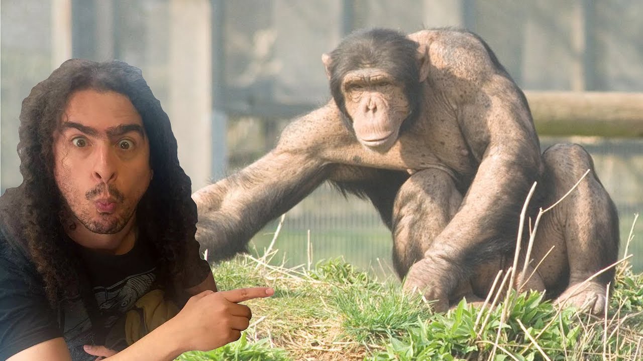 Humanos e chimpanzés podem ter filhos híbridos? (#Pirula 315)