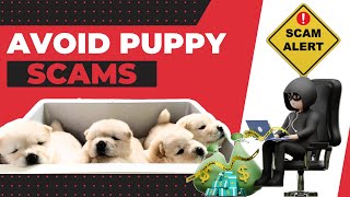 Dog Tips | Buying a Puppy Online? Avoid Puppy Scams!