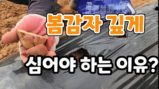 봄감자 깊게 심어야 하는 이유?