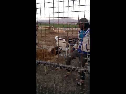 Dog training's for the attack command...