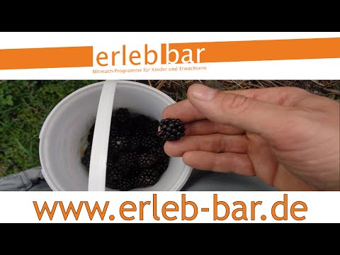 A brief guide to harvesting aids - harvesting and deseeding blackberries