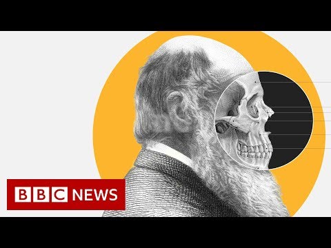 Theory of Evolution: How did Darwin come up with it? - BBC News