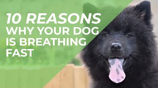10 Reasons Why Your Dog Is Breathing Fast