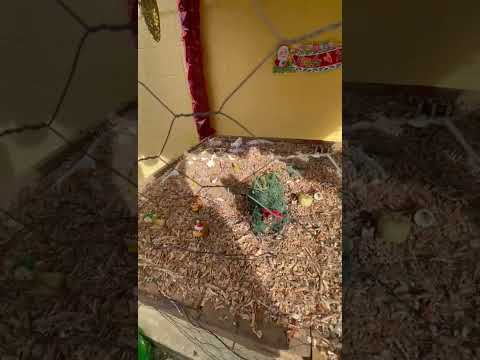 Pesebre Torre San Martín. Tarso Antioquia