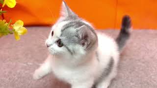 マンチカンの動画01