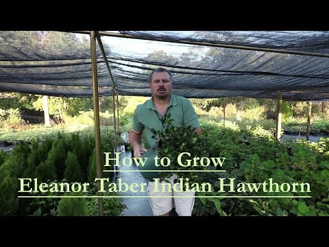 How to grow Eleanor Taber Indian Hawthorn with a detailed description