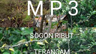 Download lagu Suara Pikat Sogok Ontong Ribut Terancam... mp3