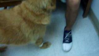 Skyler Blue the Super Pup