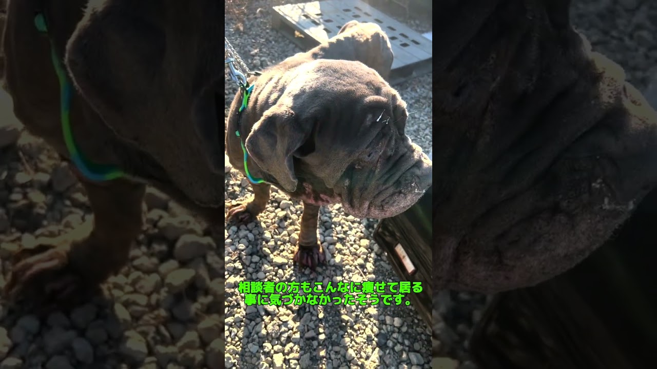 【ペット里親会通信】地獄にいたマスチフ　救出の物語Vol.1