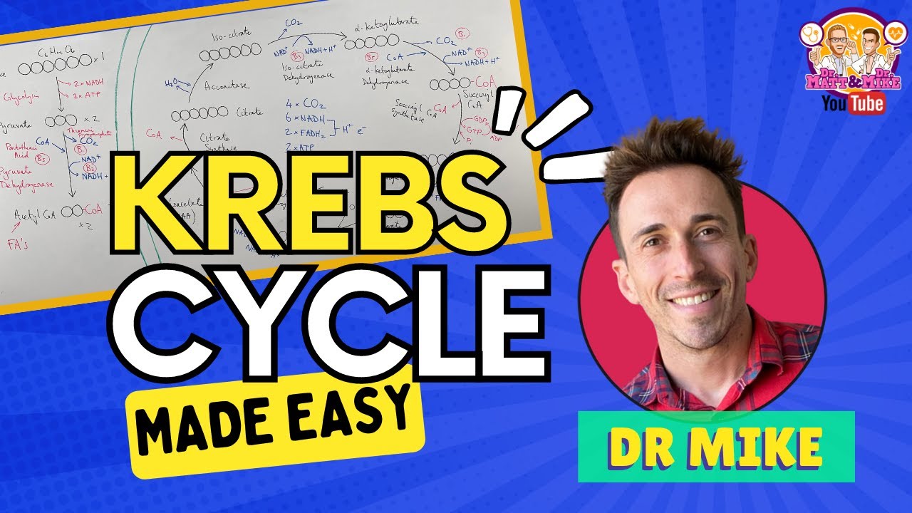 Krebs Cycle | Made Easy!