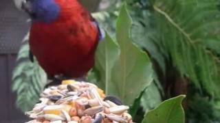 preview picture of video 'Crimson Rosella - [Platycercus elegans]'