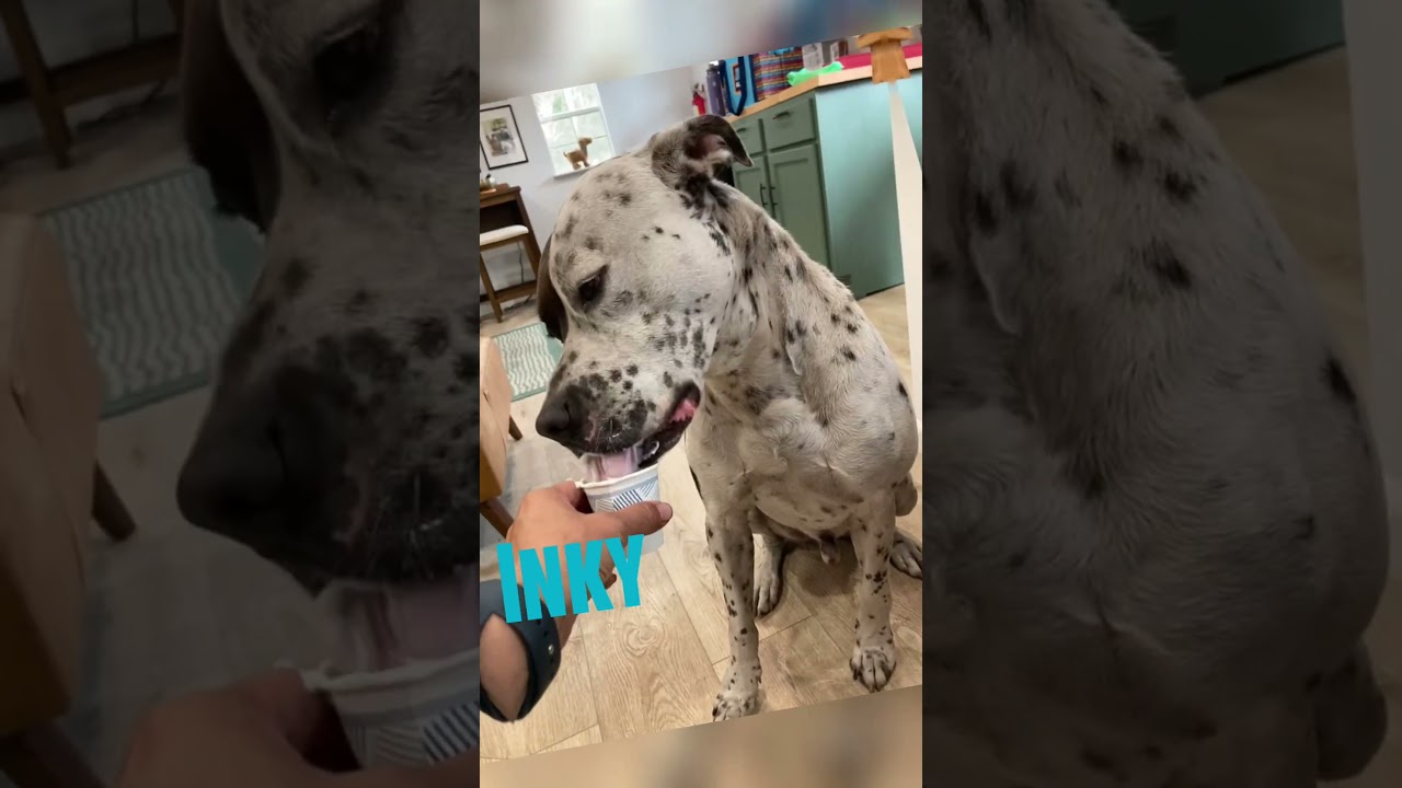 Enlarge INKY (220), a Adoptable mixed breed in Indiantown, FL video 2/6