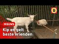 Kip en geit zoeken samen naar nieuwe eigenaar | Omroep Brabant
