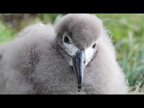 Saving Marion Island's Seabirds: The MFM Project