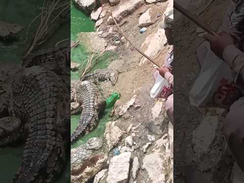 Man Risks It All to Feed Baby Crocodiles- Watch What Happens!