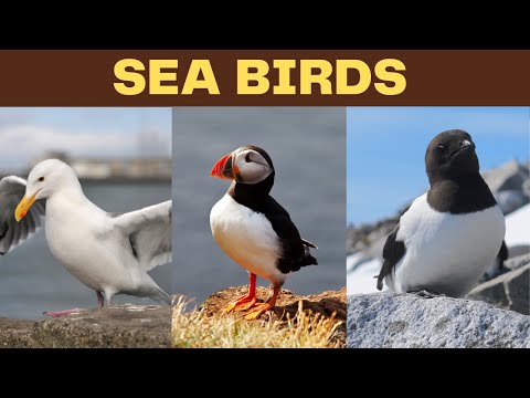 Sea Birds | Sea Birds Name for kids | Sea Birds Vocabulary| Sea Birds name for kids in English|