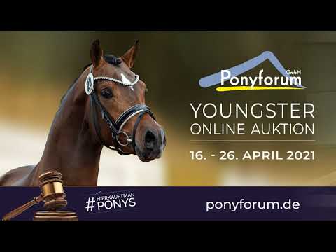 WASTEINS DIE KLEINE LINA Stute * 2017 v. Darubi Gold - Classic Dancer I