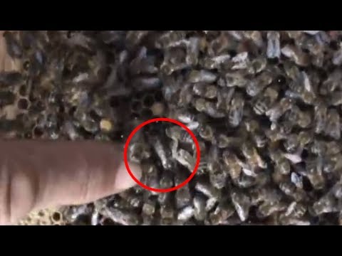 1/4 Surprize, practica bate teoria. Apicultura la distanta cu Proful Online