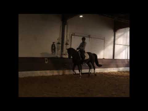 LIGHT UO MY LIFE 3j. St. v. Thorgal Biolley (Totilas) - Gribaldi VB 7.500,- Euro