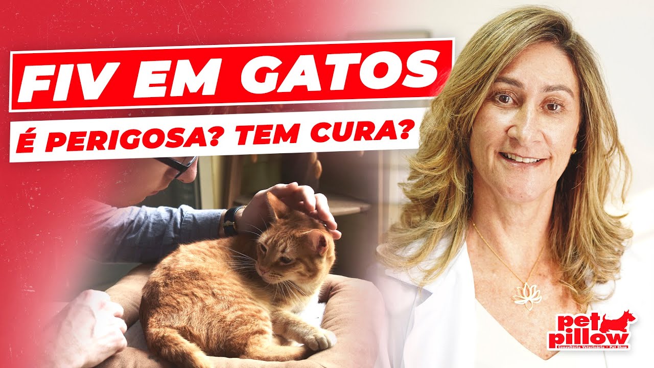 FIV em gatos: tem cura? | Como proceder com um gatinho com FIV? | Dra. Michele Sandrault