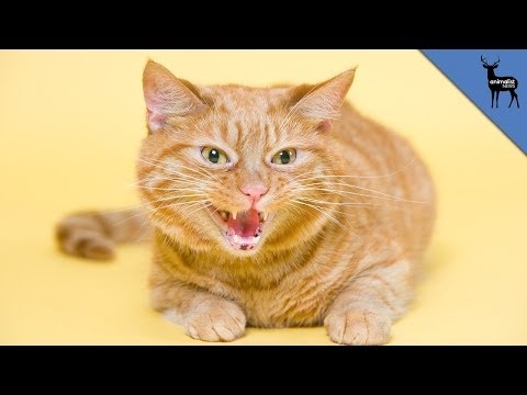 Why Do Cats Hiss?