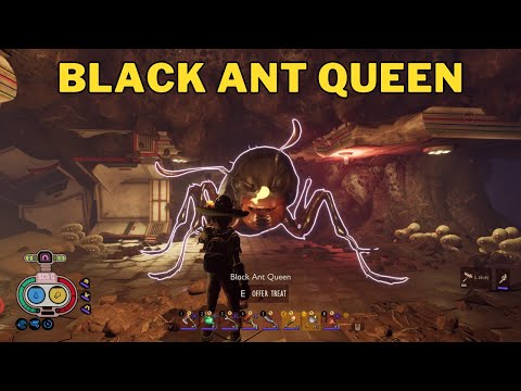 Black Ant Queen Grounded