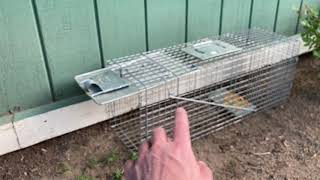 Complete HAVAHART DIY HOW TO GUIDE Animal Trap: Setting, Baiting, Capture, Release: Rodent Squirrel